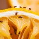 Fruchtfliegen kommen nicht nur von Ihrem Obst! Die geheimen "Nistplätze" in Ihrem Haus, die Sie übersehen