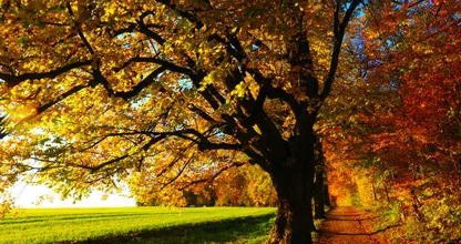 Deze week een recordwarmte: de lente komt even terug