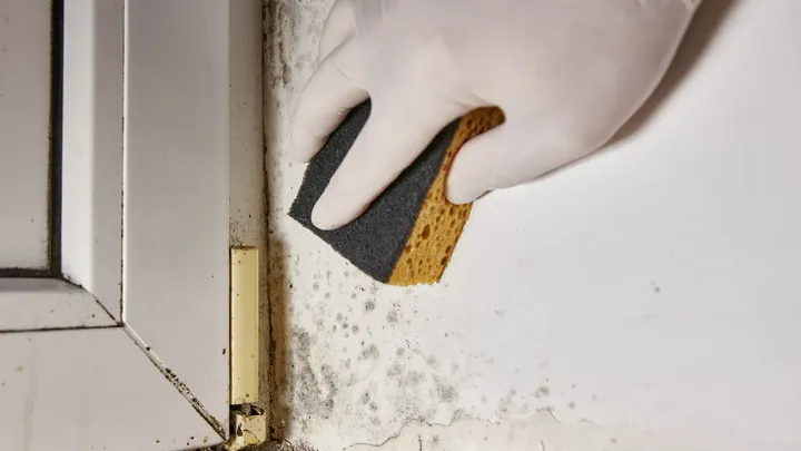 Moet je azijn gebruiken tegen schimmel? Experts uit verschillende landen zijn het oneens