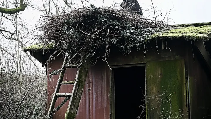 Ein Adler schnappt eine Katze aus dem Garten - was die Nachbarn entdecken, wird Sie umhauen!