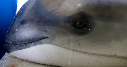 Bruinvis sterft letterlijk met een laatste traan en iedereen raakt overweldigd door emoties