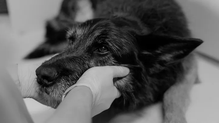 Como reconhecer se seu animal de estimação está lidando com demência