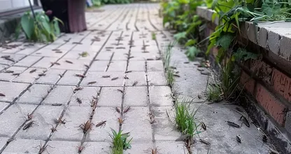 Removing cockroaches? With this trick, it won't take long! Super practical!