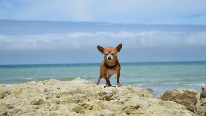Esta pitbull se recusou a deixar o abrigo sem seu amigo chihuahua
