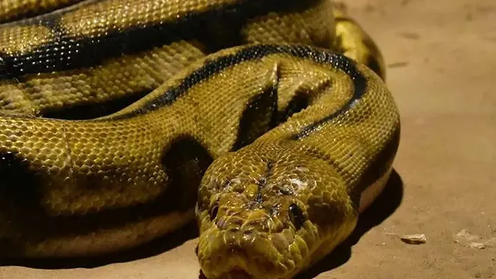 Esses trabalhadores encontraram uma cobra gigante - você não vai acreditar no que eles encontraram dentro dela!