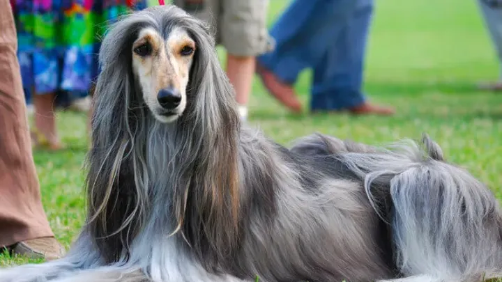 Barking Up the Right Tree: 49 Essential Insights into Your Future Furry Friend (49 percepções essenciais sobre seu futuro amigo peludo)