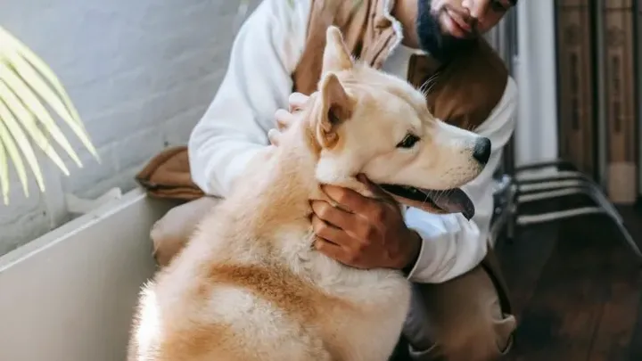 19 gängige Gegenstände, die für Hunde giftig sin
