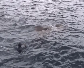Imagens chocantes: a Marinha fica cara a cara com uma criatura enorme na água
