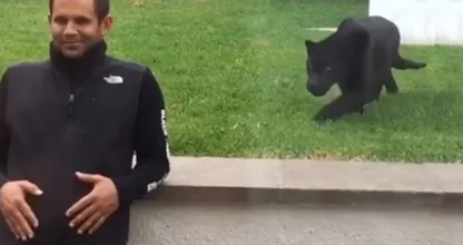 Man Doesn’t Notice Black Panther Sneaking Up On Him From Behind Until It Is Too Late