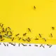 This is why your fruit fly trap keeps filling up but the flies won't disappear