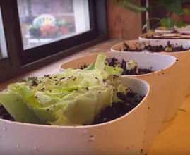 Zo maak je heel gemakkelijk een moestuin van restjes groente