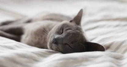 Wow! Deze Instagram-famous kat heeft geen ogen