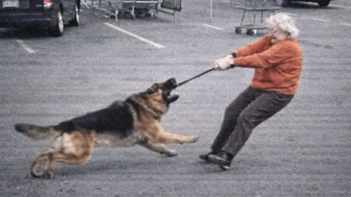 After years of separation, this stray dog sees his owner again—you won't believe what he does.