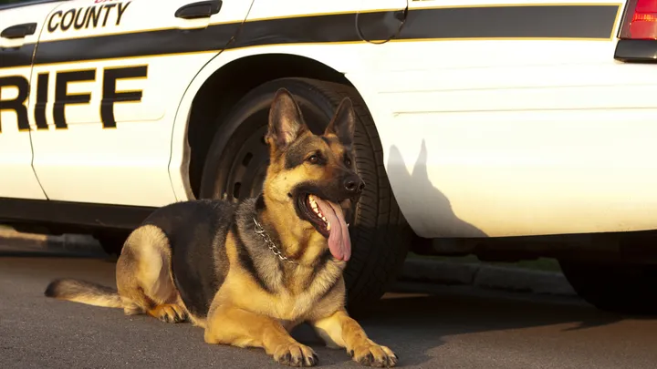 Un chien policier à la retraite fait une découverte intéressante avec l’aide de son propriétaire