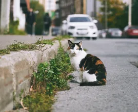 El gato polaco es la atracción turística mejor valorada en Google Maps
