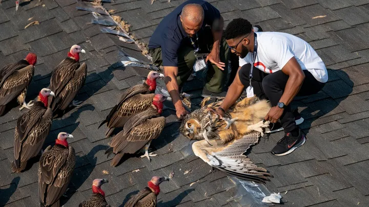 Gang of Vultures Lands on School Roof – What They Surround Has Everyone Watching in Silence