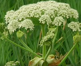 Beware: warn children about this dangerous plant before they go outside to play!