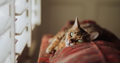 Blijkbaar is het goed om met een babystem tegen je kat te praten