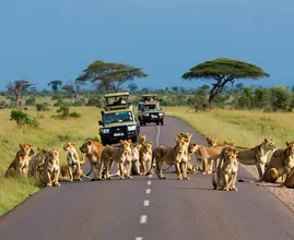 Lions Block Road – What They’re Guarding in the Grass Leaves Everyone Silent