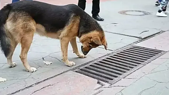 Cada día, un perro se asoma a un desagüe pluvial: ¡descubrimiento espeluznante al abrirlo!