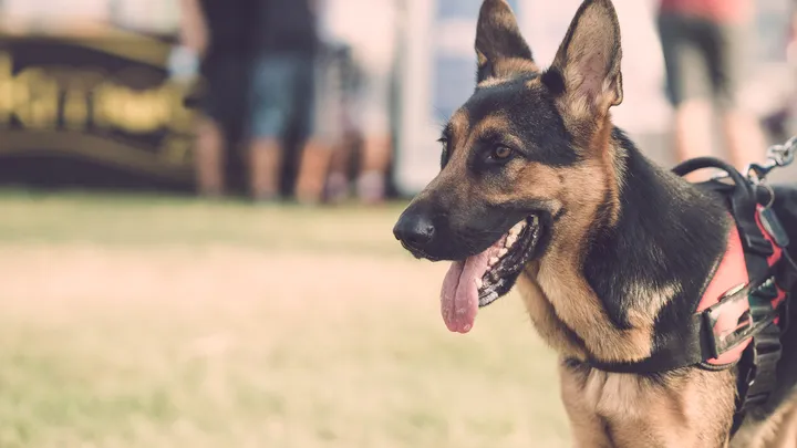 Un chien policier à la retraite fait une découverte intéressante avec l’aide de son propriétaire
