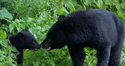 小さな赤ちゃんグマを救った男性に対し、母親のクマが取った非常に驚くべき行動