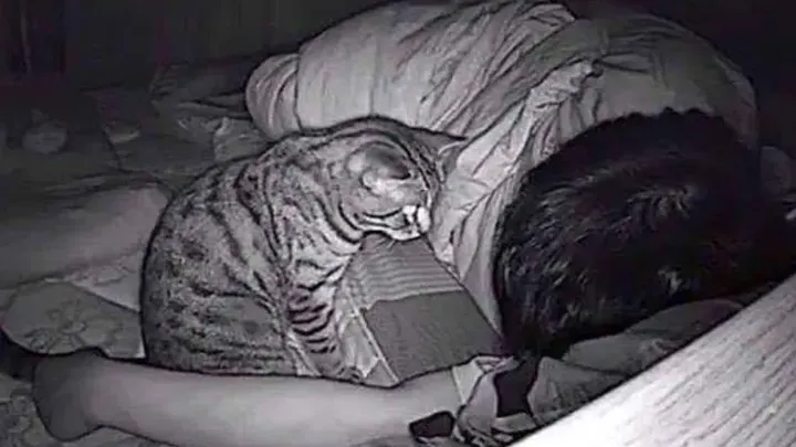 His Cat Could Not Stop Staring At Him At Night - After Installing The Camera, He Founds out Why