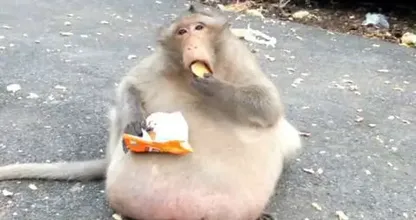 이 원숭이가 야생에서 발견되었습니다 - 수의사는 왜 그렇게 큰지 깨닫고 충격을 받았습니다.