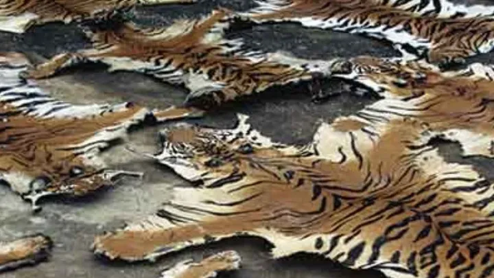 Un león pide ayuda a un fotógrafo - La increíble verdad al descubierto