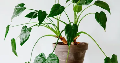 Dit zijn de 3 meest gemaakte fouten bij kamerplanten in huis