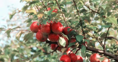 Fruit uit eigen tuin: zo verzorg je fruitbomen