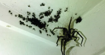 Aaah spinnen in huis! Geen zorgen, met deze tips krijg je ze weg!