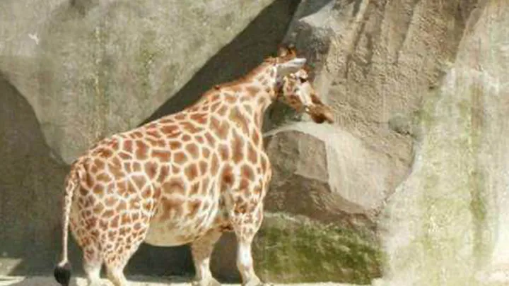 Esta girafa foi vista na natureza - o veterinário fica chocado quando percebe que ela é tão grand