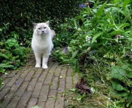 Always finding your neighbor’s cats in your garden? This cat-friendly trick will keep them away!