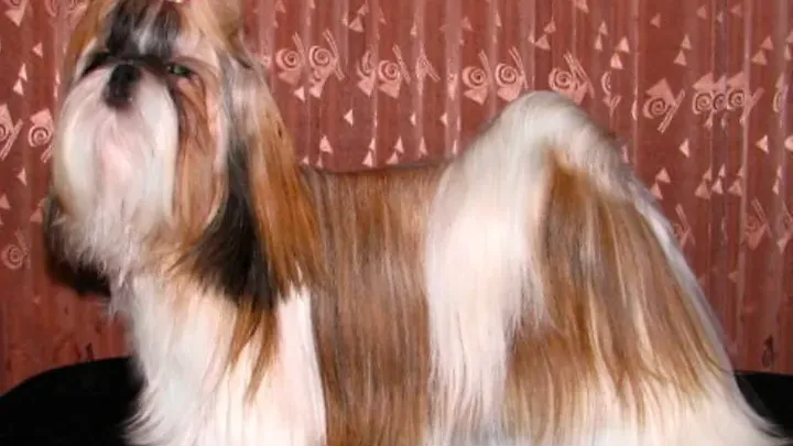 Barking Up the Right Tree: 49 Essential Insights into Your Future Furry Friend (49 percepções essenciais sobre seu futuro amigo peludo)