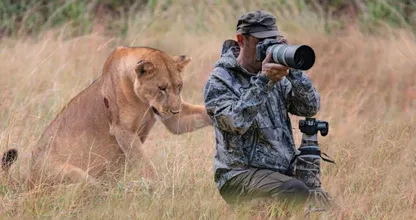 Un lion demande de l’aide à un photographe - Attendez de savoir pourquoi