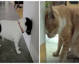 Du denkst, dass ist süß wenn dein Haustier das macht? Nein, ab zum Tierarzt.