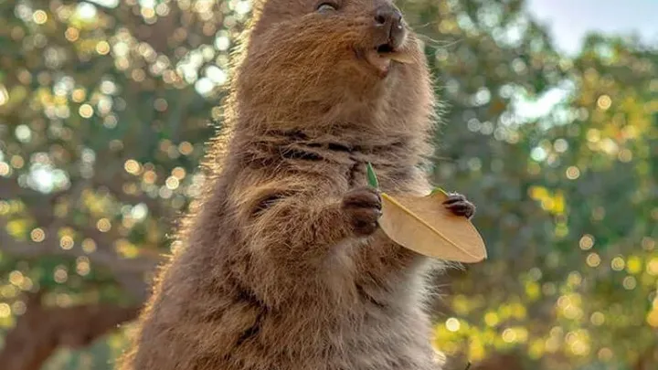 Tenetevi stretti le risate - 40 momenti divertenti con animali adorabili