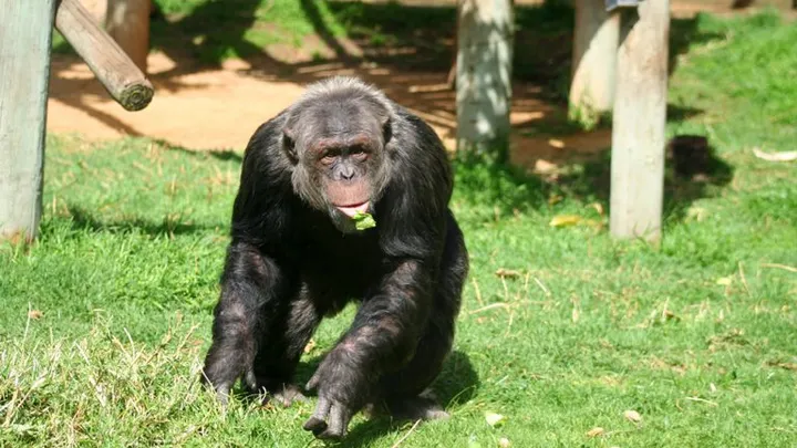  Vídeo conmovedor: Este chimpancé de 59 años se despide de un viejo amigo