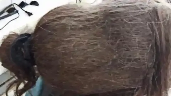 소녀가 머리를 빗는 것을 거부했을 때 미용사는 충격적인 것을 발견하게 되었습니다.