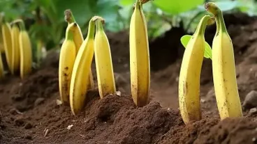 Planta plátanos por todo tu jardín: Mira lo que pasa una semana después