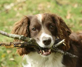 Speelt jouw hond ook vaak met een stok? Dit is waarom dat heel gevaarlijk is!