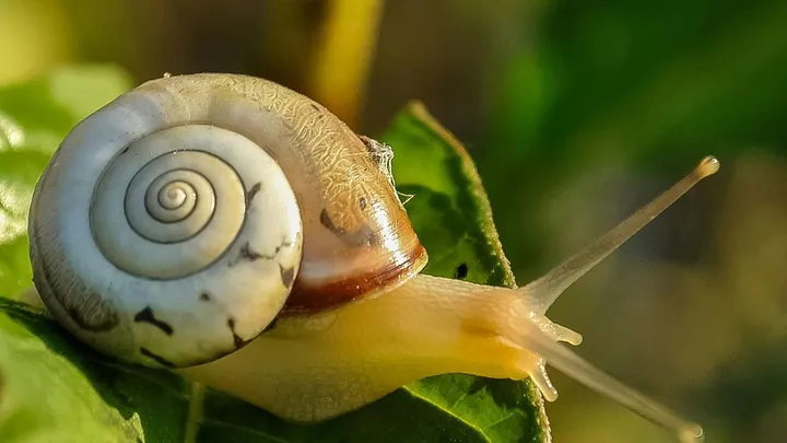 Zo weer je slakken uit je tuin