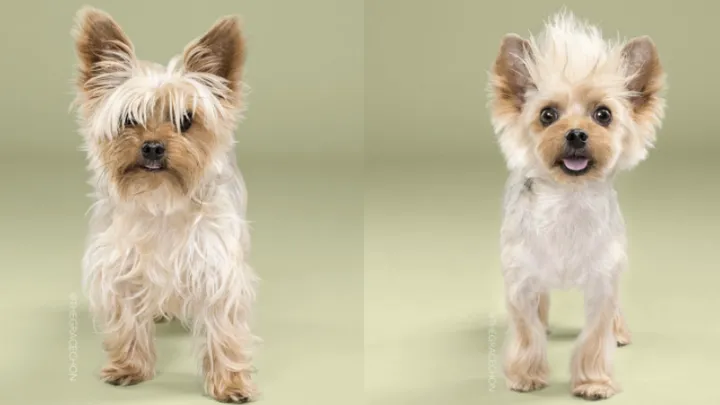 Diese Fotos von Hunden nach dem Friseur, die musst du dir ansehen!