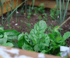 Heb je een moestuintje? Deze groente- en fruitsoorten en kruiden kun je in mei zaaien