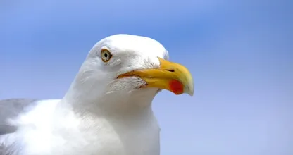 Met dit trucje voorkom je dat een meeuw je eten pikt