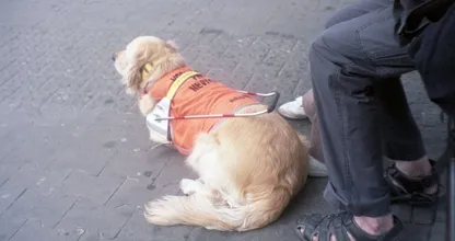 Hulphonden bekogeld met vuurwerk: ‘Een hond heeft de hele middag gebibberd’