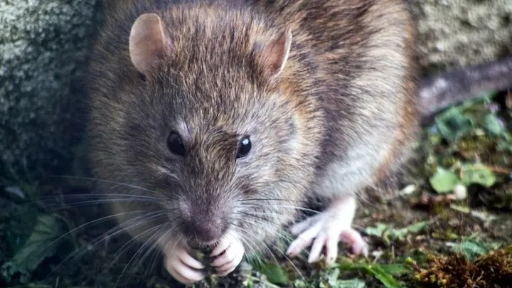 Skurril: Eine Ratte klettert aus der Toilette und beißt der Frau beim Toilettengang in den Hintern
