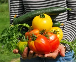 Schlechte Nachrichten: Gemüse und Obst wird sehr viel teurer