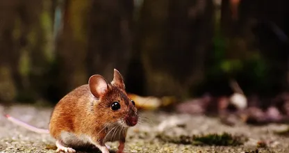 Bereid je voor: ratten- en muizenplaag verwacht in Nederland